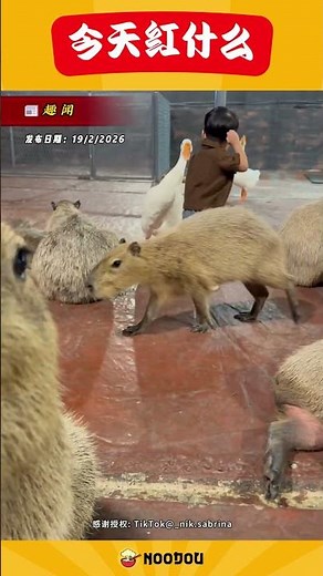 【女子拍孩子跟卡皮巴拉互动 结果被呆萌凝视！】