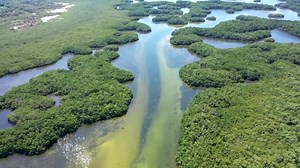 Economic benefits of Tampa Bay estuary, reminder to protect the environment