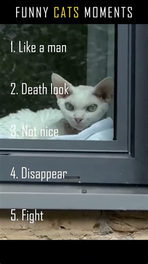 Funny Cat Fails Compilation | Try Not To Laugh #cat #compilation #funny