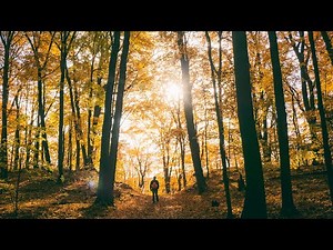 Dj Cutman ▸ Through the Forest