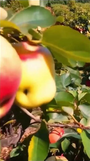 Amazing Apple Growing Ideas to Boost Your Orchard