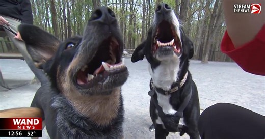 Got that wolf in 'em: Two-thirds of modern dog breed have post-domestication wolf DNA