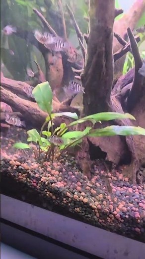 🐠 Boost Fish Breeding Success with Quality Food!