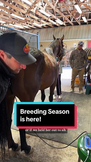 Breeding Season: Horse Breeding Videos and Live Explained