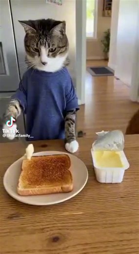 Mr mandarin duck (@mr_mandarin_duck)’s videos with original sound - Mr mandarin duck