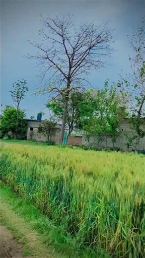 #videosong #viralvideo2026 ⛰️🏞️