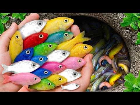 Catch Colorful Ornamental Fish In small pond baby turtles, eel, angelfish, platyfish, guppy fish,koi