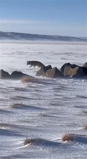 In raw handheld winter footage filmed on the frozen Mongolian steppe, a focused CORSAC FOX moves through deep snow in full hunting mode, unaware that another predator is hidden nearby. Just as the fox prepares to strike, a perfectly camouflaged PALLAS’S CAT bursts from the rocks in a sudden explosive ambush, turning the quiet scene into a chaotic flash of snow, movement, and instinctive survival. The shaky camera, frantic reactions, and harsh natural sounds make the encounter feel like an accide