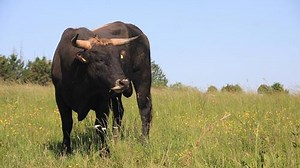Ein Ausflug zur "Saarengeti" bei Merchweiler