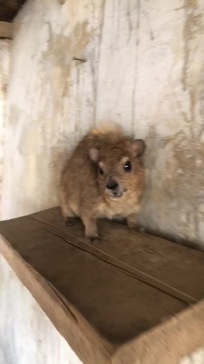 Hydra Screaming Memes and Funny Hyrax Moments