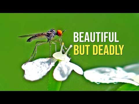 The Secret Life of Dance Flies & Crab Spiders (Macro Slow Motion)