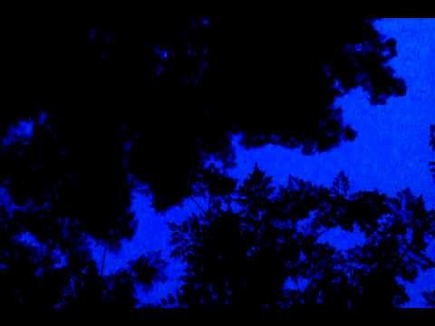 3 minutes of Phoenix bird sounds @ 15th st and Clarendon. Central Phoenix, Arizona.