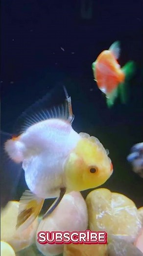 Panda Goldfish Beauty! Stunning High-Contrast Colors