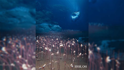 Scientists Dove 9,000 Meters Beneath The Waves And Found The Deepest Complex Ecosystem Ever Discovered