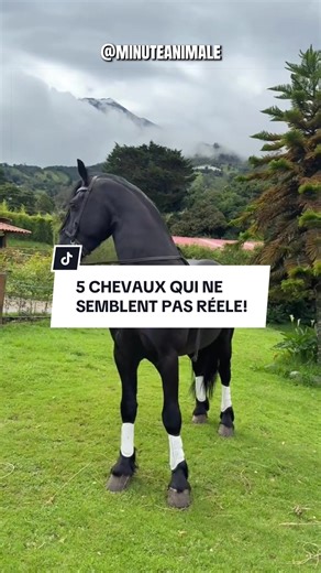 5 CHEVAUX qui ne semblent pas réels!🩷 #chevaux #cheval #animaux #frison #france