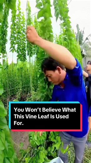 Discover the Surprising Uses of Vine Leaves