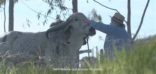 PAAAARAAAA TUUUDOOOOO!!! 🇧🇷🇧🇷🇧🇷 HELGA FIV TOL E SEU CLONE 100% À VENDA NO LEILÃO CAMINHO DA ÍNDIA!!! À Fazenda Paraíso fez um desprendimento mais do que especial para a 14º Edição do Leilão Caminho da Índia na ExpoZebu/24, um feito inédito! O lote 01 (A e 😎 é composto por nada mais nada menos que a 🏆 Recordista Mundial de Produção da Raça Gir Leiteiro, Helga FIV TOL e seu Clone. Fazendo uma analogia com o setor automobilístico dos carros superesportivos, diríamos que HELGA FIV TOL é uma 