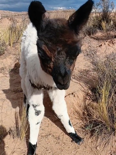 Mami exclamó #llamita #bebé #Asulla Qawra #Wawita