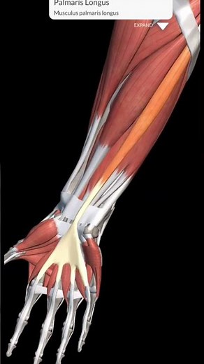 "Hand Muscles: Upper Layer Overview". #HandMuscles. #anatomy #sciepro #anatomy .#animation