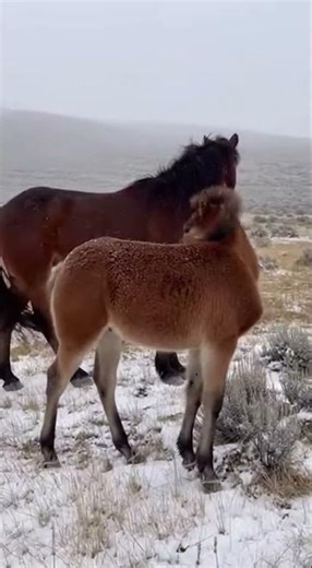 A Mare's Fury: Fighting to Protect the Weak Foal