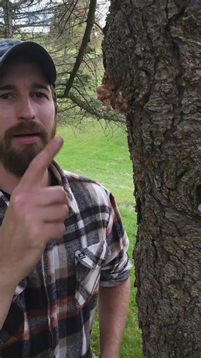 Making a survival torch using sap (technically called resin) from a pine tree and a cattail 🔥 #survival #bushcraft #torch #emergency #outdoors #outdoorlife #survivaltips #survivalhacks #pinesap #pineresin #lifehack | Camping & Bushcraft