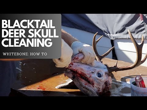 BLACKTAIL DEER SKULL CLEANING