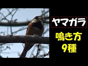 ヤマガラ 鳴き方 9種