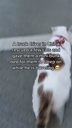 Heartwarming Tales of a Chinese Man and His Rescued Feline Friends
