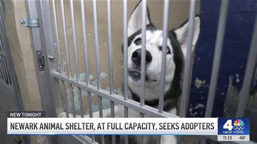 NJ shelter may have to euthanize dogs due to crowding, as people lose SNAP aid