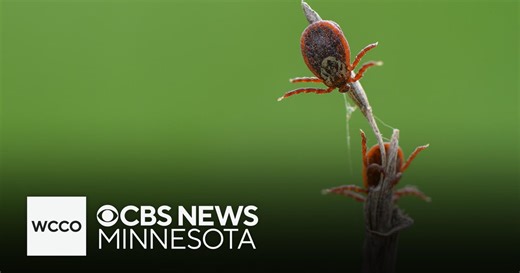Your child has been bitten by a tick. How concerned should you be?