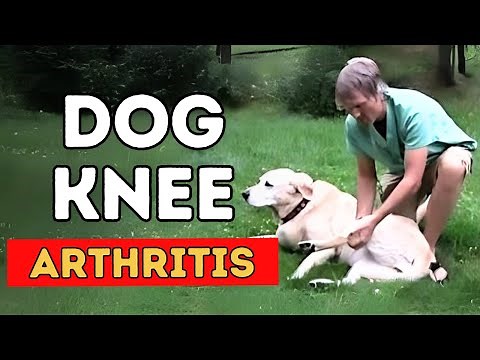 Dog Knee Arthritis: 5 Natural Solutions