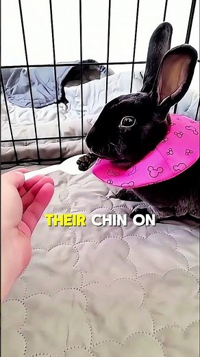 5 Rabbit Behaviors #rabbit care# #pets #cute