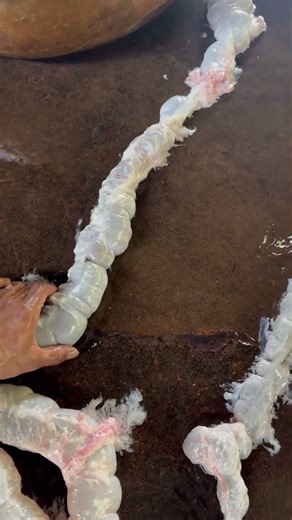 How to Clean Pig Intestines Properly | Step-by-Step Process #butcherskills #porkcutting#pigintestine