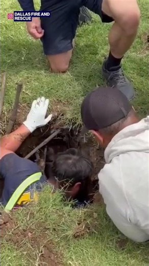 Giant 90kg Mastiff rescued after falling into a hole #shorts