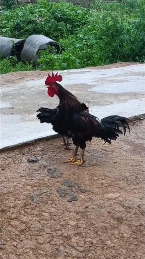 Rooster 🐓 crows #shorts #roostercrowing #animallovers