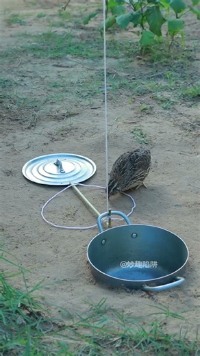 How to make traps| trapes making #shorts