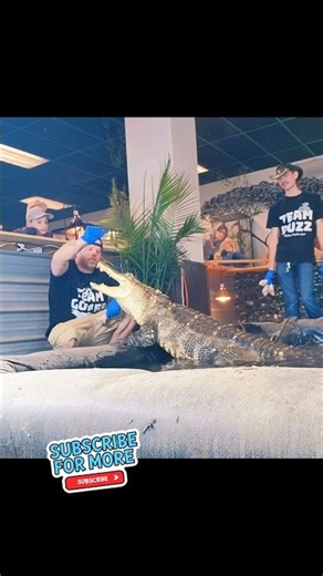 Did you know alligators use tools to hunt? #TeamGomer #reptiles #IdahoReptileZoo #GatorFam