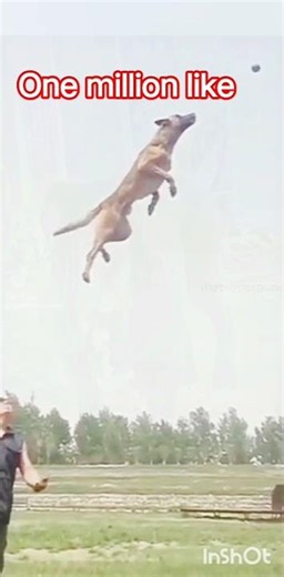 "This Dog Can Jump Higher Than You Think! 😱""Unbelievable Dog High Jump 🐾💯""Flying