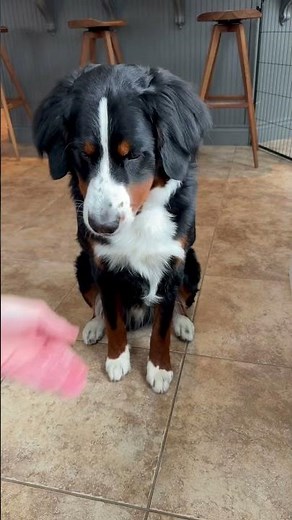 Do Probiotics Help Dog Allergies?