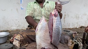72K views · 704 reactions | Omg incredible fast fish cutter in indian fish marketkf fish cuts | KF FISH CUTS | Facebook