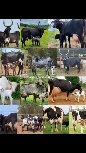 8.8K views · 48 reactions | 20 COMMON TYPES OF COW BREEDS AND WHAT...