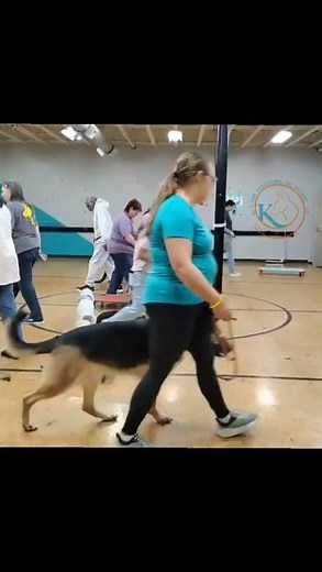 Reactive Dog Training Success | Cane Corso, Aggression Rehab, Group Classes & Agility Progress