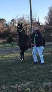“A Pollitical Candy” Cuadra Cristo Rey “A Pollitical Candy” (Apollitical Jess - Rock Candy Sa, By Good Reason Sa) Aquí tenemos el refuerzo de cuadra cristo rey el “A Pollitical Candy”. Ganador del all american derby de ruidoso downs en las 440 yardas de tres añero. Caballo 100ero con un total de 21 salidas en el trake. 21 Salidas 9 Primeros 5 Segundos 2 Terceros Acumulando un total de $837,113 de dólares de ganancias en el trake. Ya se encuentra en manos de su pastor eddy el cubano. Felicidades 