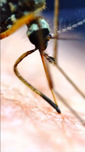 Mosquito BITING Human under the microscope! #shorts
