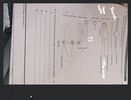 a stomach cell. The stages are involved in the synthesis and se... | Filo