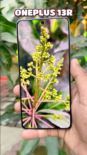OnePlus 13R Camera Test 📷