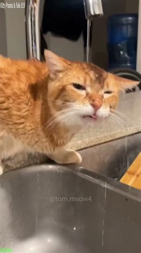 Funny Cats 2024 ❤️ #fyp 😼 # Ep 5877