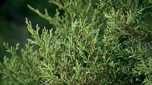 How Austin’s most hated tree benefits humans and the environment