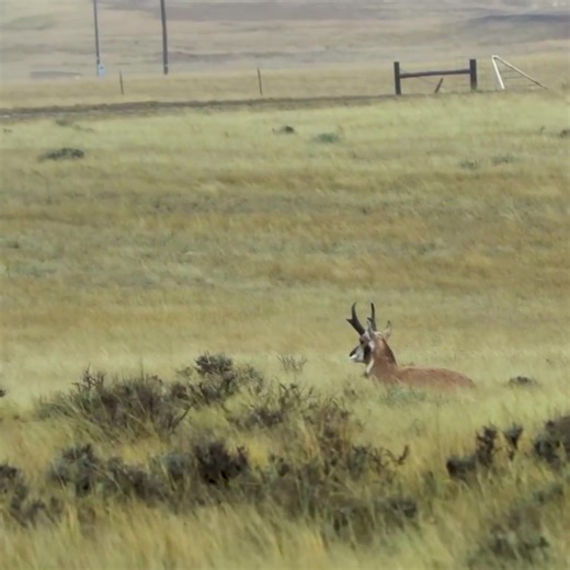 Learning from the Land — A Hunter’s Discipline 🌿🏹 | Diameter Tree