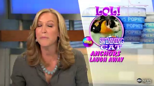 News Anchor Loses It Over Cat